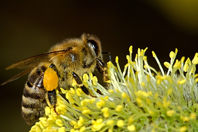 Abeja sobre polen
