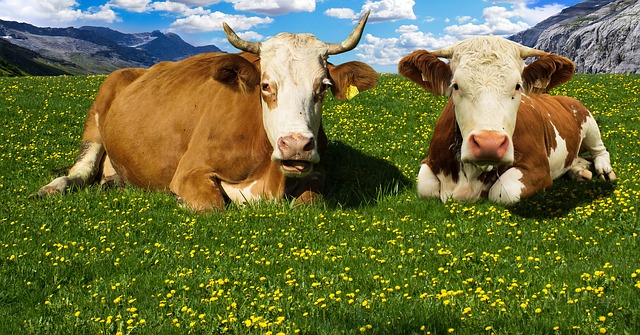 Dos vacas en un prado