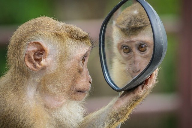 Macaco con espejo